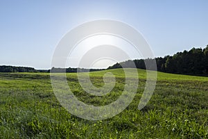 Green repeatedly mown grass in the meadow