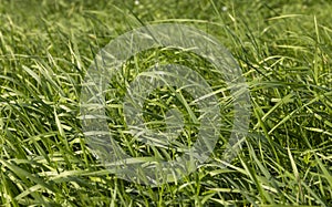 Green repeatedly mown grass in the meadow