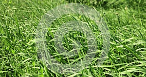 Green repeatedly mown grass in the meadow