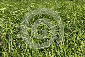 Green repeatedly mown grass in the meadow