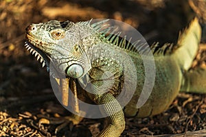 Green reptile iguana basking in sun on forest ground