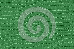 Green reptile skin. crocodile leather texture background