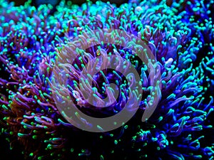 Green rhodactis in a reef tank macro close up soft coral