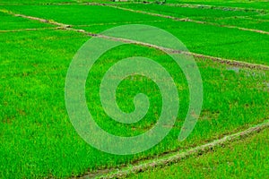 Green riÑe fields