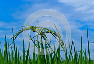 Green rice with the blue sky
