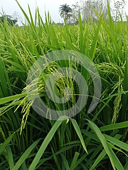 Green Rice Crop in Indian Village
