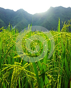 Green rice crops with grains and morning dewdrops in the upland mountains