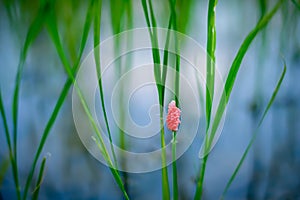 Green rice farm with eggs snail