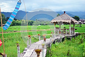 Green rice farm and The hut at Nan