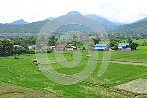 Green rice farm at Nan