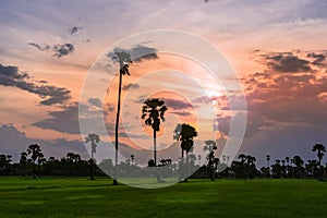 Green rice farm with sugar palm trees in beautiful sunset sky.