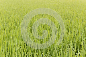 Green rice farm thai