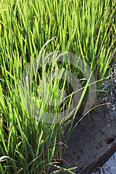 Green rice with fertile soil.