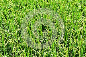 Green rice in fied for background