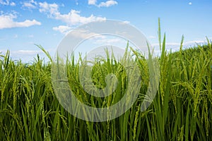 Green rice in field