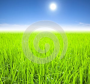 Green rice field