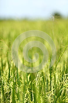 Green rice field