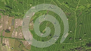 Green rice field aerial landscape. Drone view growing rice plantation on terrace in Bali, Indonesia. Agricultural and