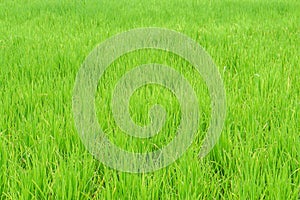 Green rice field for agriculture