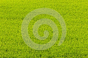 Green rice field in Aso, Japan