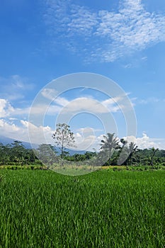Peaceful Countryside View in Temanggung, Indonesia photo