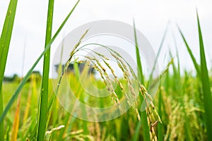 Green rice field background