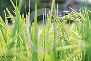 Green rice field background