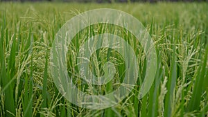 Green rice field background