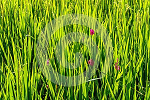 Green rice field, Bali, Indonesia