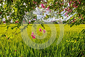 Green rice field, Bali, Indonesia