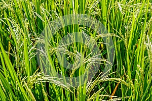 Green rice field, Bali, Indonesia