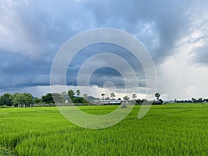 Green Rice Field with big clound