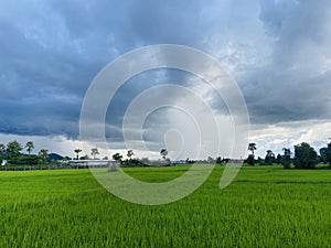 Green Rice Field with big clound