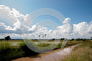 Green rice field with blue sky