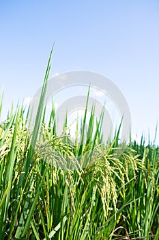 Green rice field with blue sky background