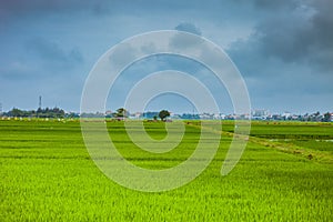 Green rice field and carst mounains. Hoi An, Vietnam.