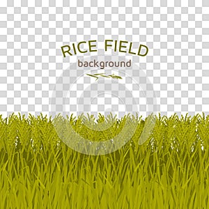 Green rice field on checkered background