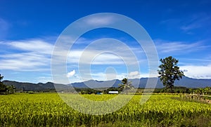 Green Rice field in Chiangmai