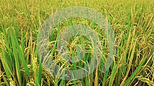 green rice field close up agriculture