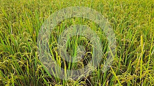 green rice field close up agriculture lanscape