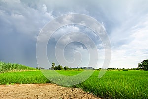 Green rice field in a cloudy day