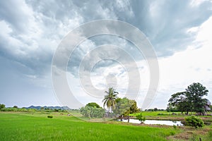 Green rice field in a cloudy day