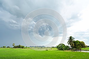 Green rice field in a cloudy day