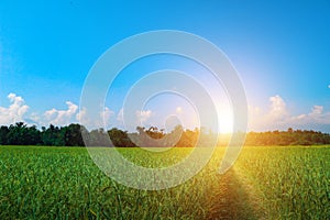 Green rice field with cottage in morning light blue sky