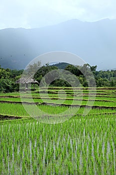 Green rice field in countryside, Chiang Mai, Thailand