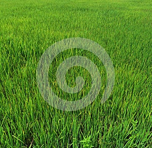 Green rice field in countryside of Thailand