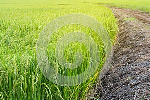 Green rice field with dirt road.