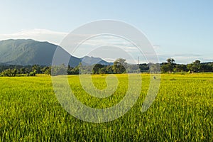 green rice field with doi luang, chiangdoa Chiangmai