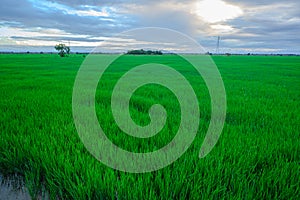 Green rice field in Dominican Republic, beautiful clouds at sunset, green rice