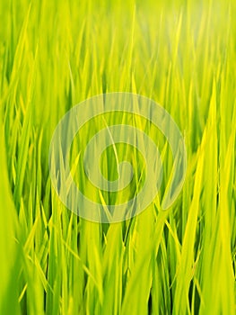 Green rice field farm authentic shot in THAILAND